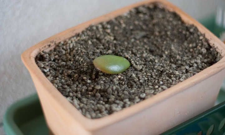 Cactus Soil: Every little thing you could know