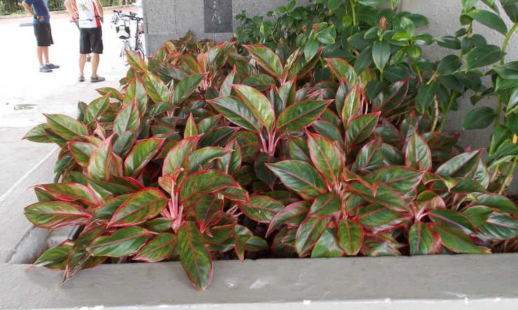 10 styles of Aglaonema to be careful for