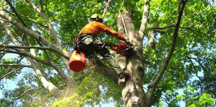 Recruitment of a tree care firm