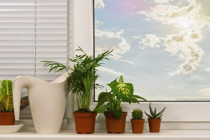 How to boost the look of your own home with plastic crops