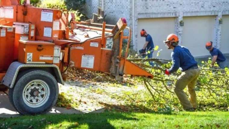 Find out how to discover the perfect tree care firm