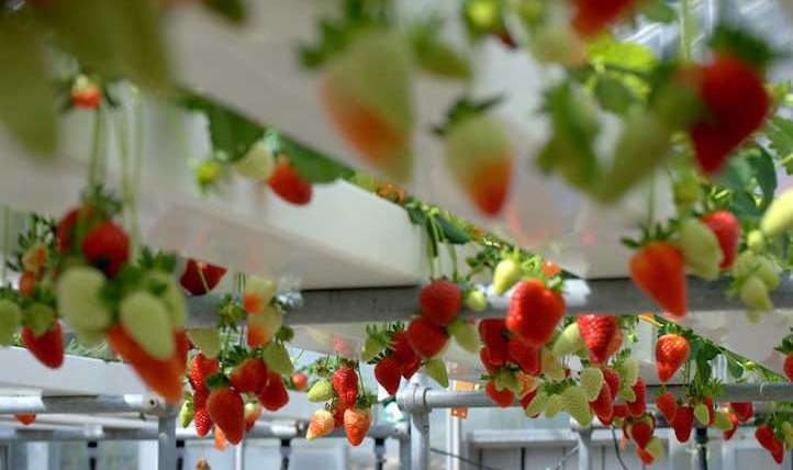 Hydroponic strawberries: bottomless berries