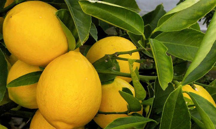 Meyer Lemon Tree Care: It's sweeter than you suppose!