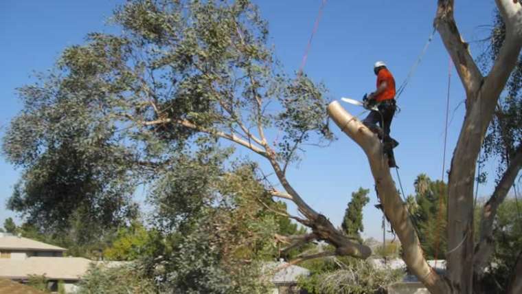 When to name an expert tree service for protected tree elimination