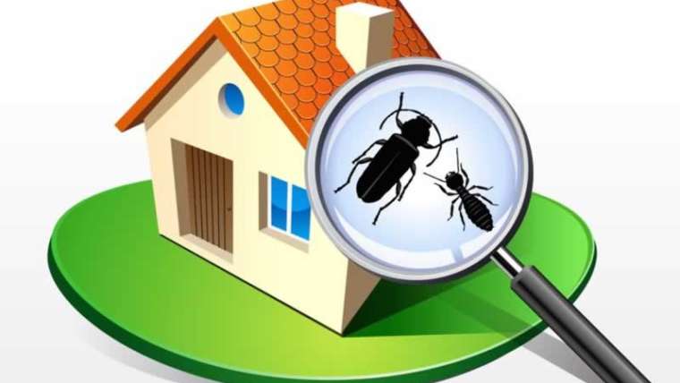 7 ideas for purchasing a termite-free home