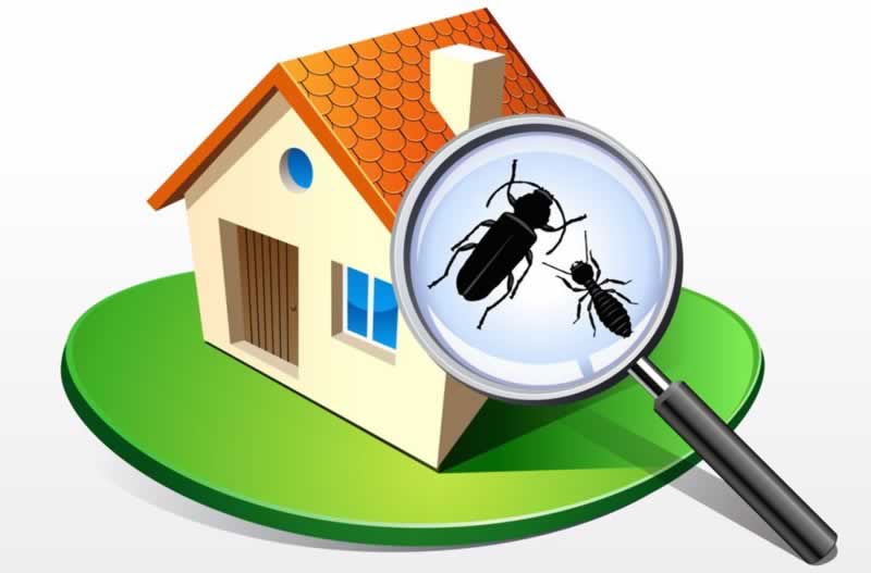 7 ideas for purchasing a termite-free home