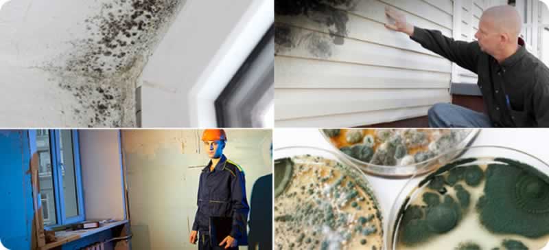 Every little thing for mould inspections – when and the way excessive the prices are