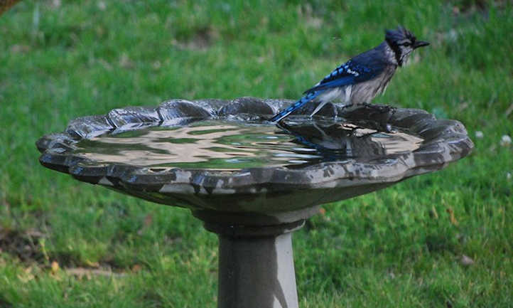 10 finest chook bathtub fashions on your backyard