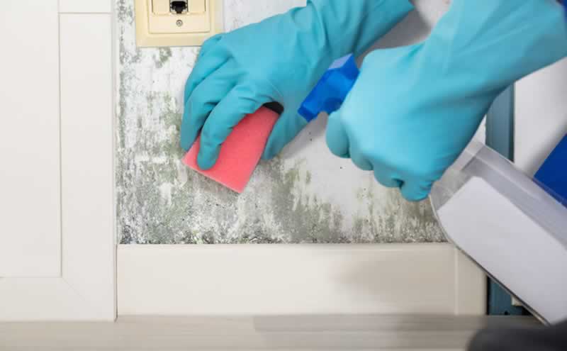 Major benefits of fast mould elimination