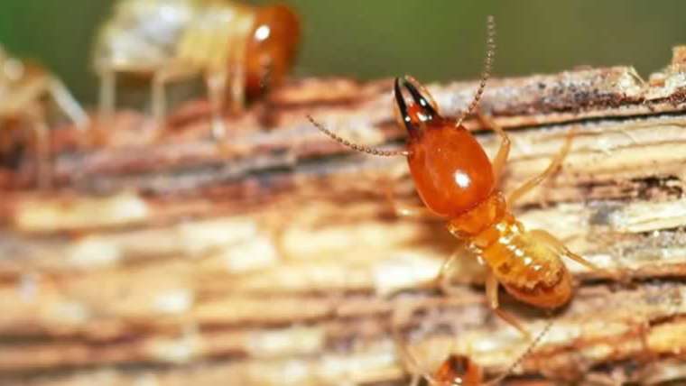 Why termite pest management is in demand in Melbourne, Australia