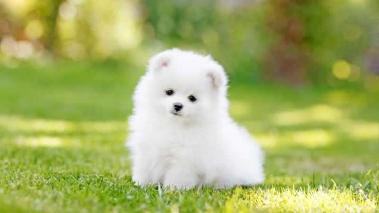 four information about teacup puppies all canine lovers ought to know