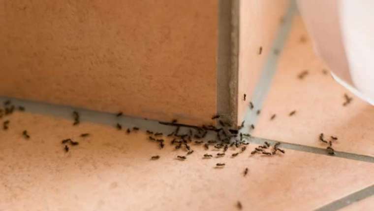 Find out how to eliminate black ants