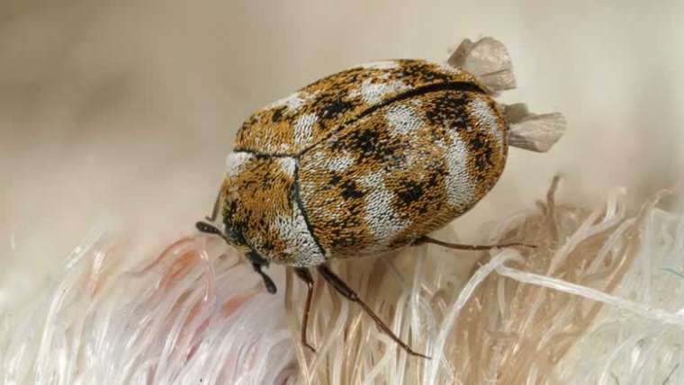 The best way to do away with carpet beetles