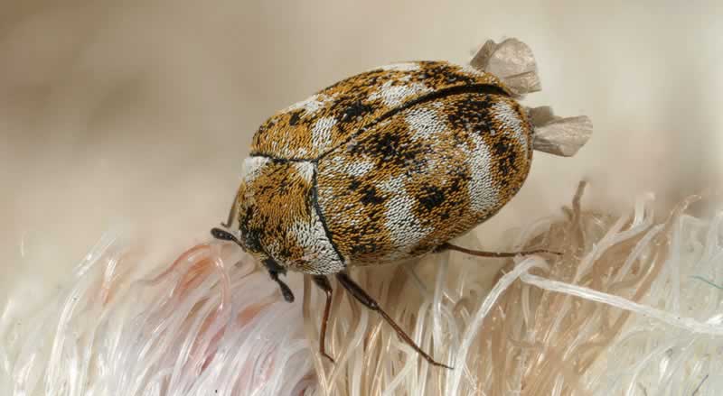 The best way to do away with carpet beetles