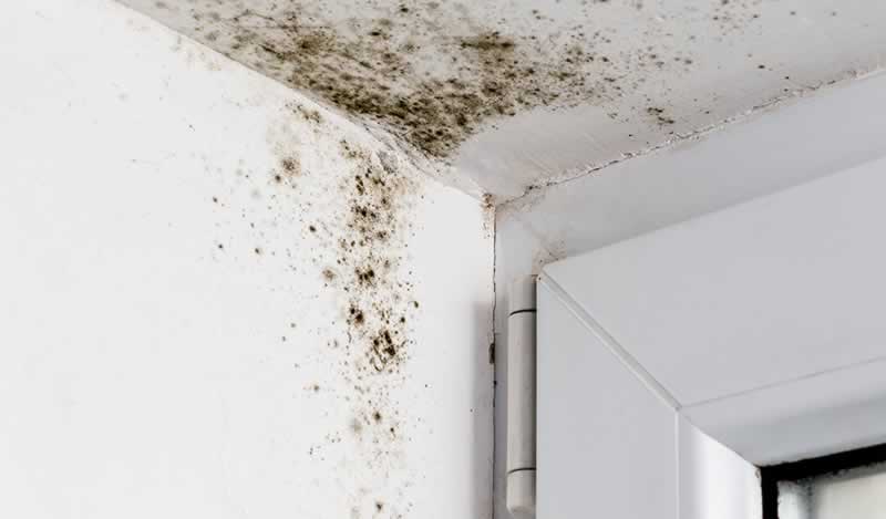 Tips on how to scale back mildew and mildew within the dwelling