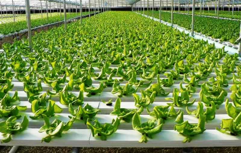 Benefits of equipping a hydroponics system in your firm