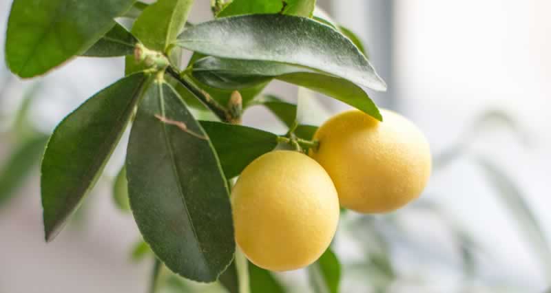 How you can germinate lemon seeds in a paper towel