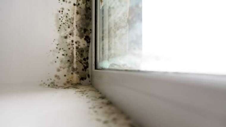 5 methods to search out mildew in your house