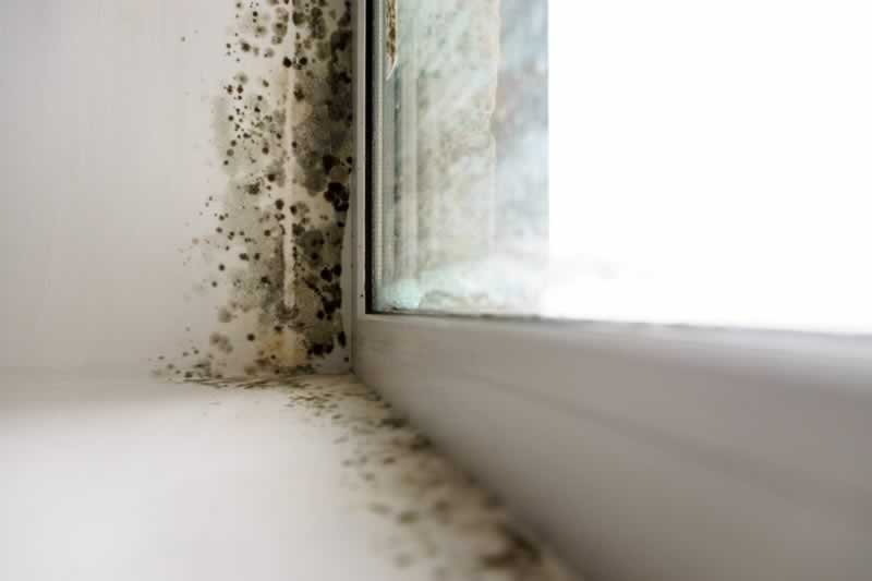 5 methods to search out mildew in your house