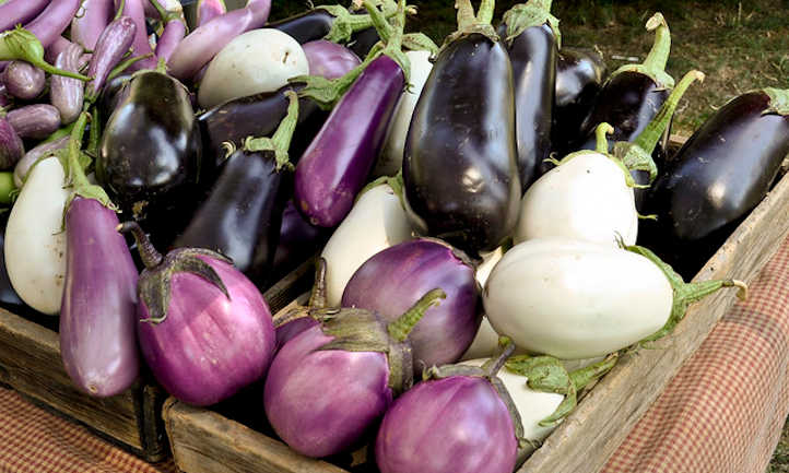 Rising eggplants: strive these greens!