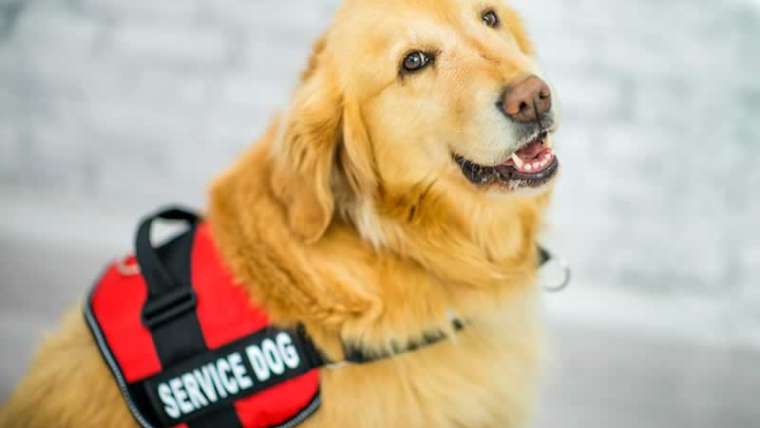 Are you a landlord? That you must know the next about service animals: