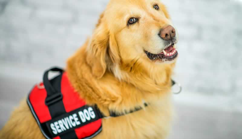 Are you a landlord? That you must know the next about service animals: