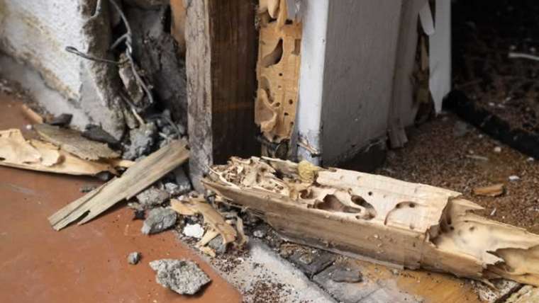 Preventive termite safety can save your house