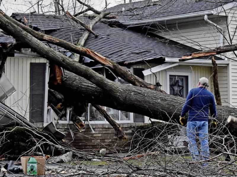 What’s one of the best ways to cope with a harmful tree?