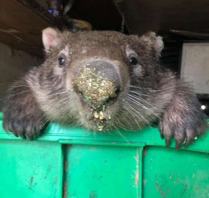 Kids reveals kindness in the direction of Cedar Creek Wombat Rescue