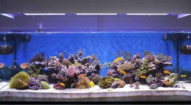 What it is best to learn about Quiet Aquarium Air Pump