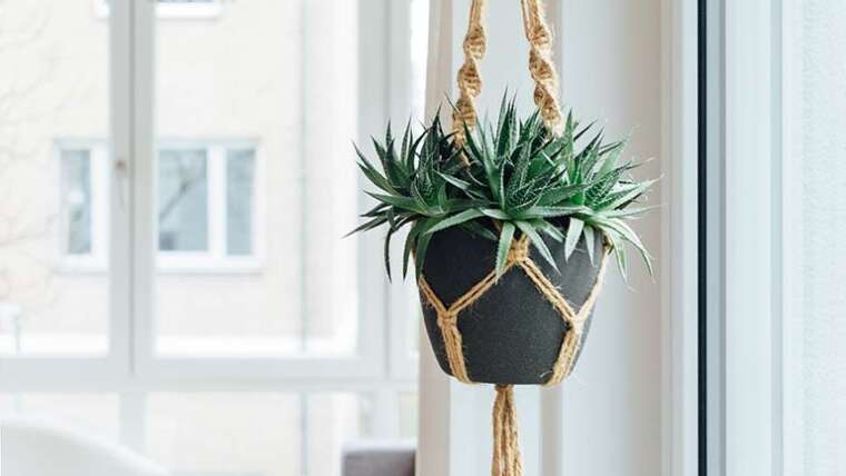 Easy methods to show your houseplants