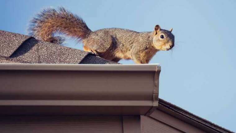 Will pests harm my roof? three indicators you might need an issue and how you can repair it