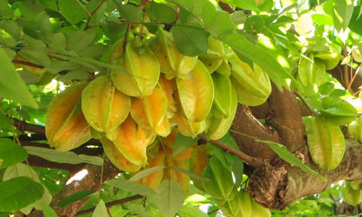 Star fruit tree: cultivation of distinctive tropical fruits