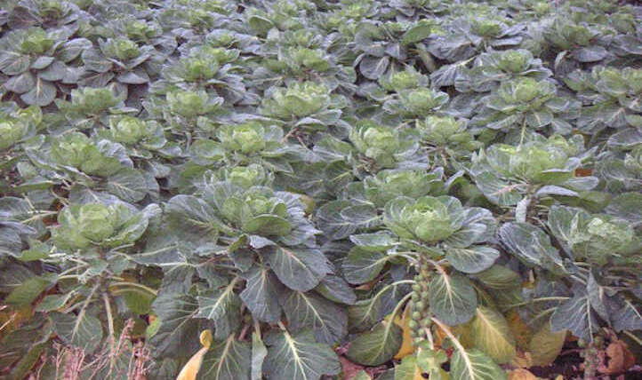 Rising Brussels Sprouts: They're Nutritious and Scrumptious!
