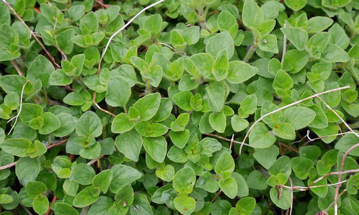 Rising oregano within the culinary backyard