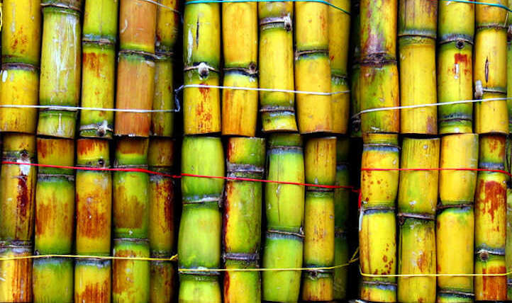 The best way to develop sugar cane for a candy deal with