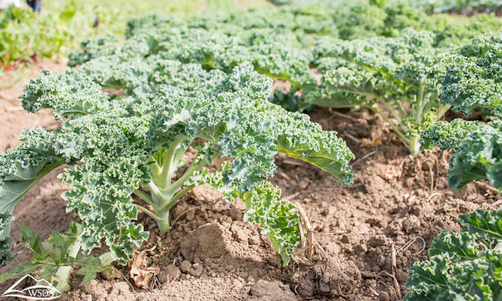 9 sorts of kale you'll wish to develop