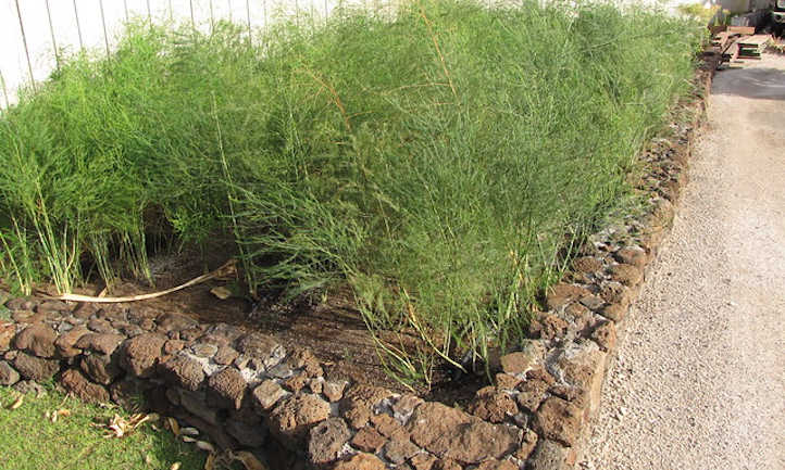 Asparagus raised mattress: Dedicate a everlasting plot of land