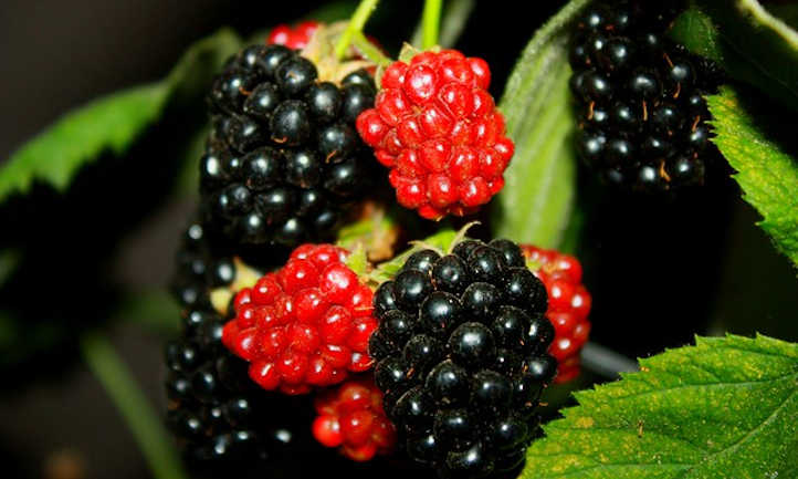 Rising blackberries for a fruitful harvest