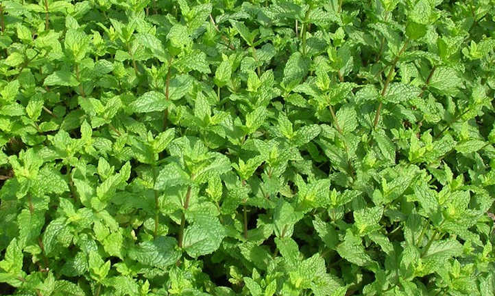 Rising mint for cocktails or cooking