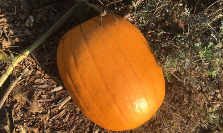 The best way to develop pumpkins for good truffles