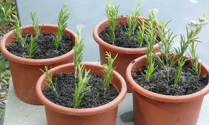 Propagating rosemary from cuttings, seeds, and extra