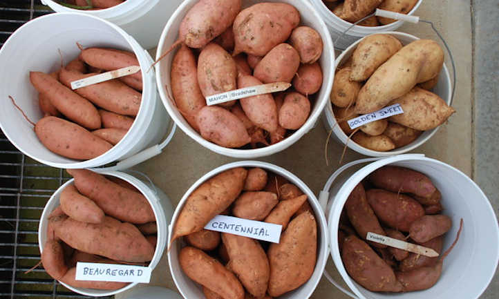 20 varieties of candy potato you'll like to develop