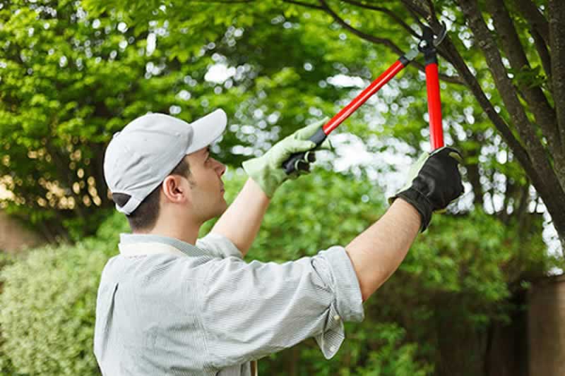 5 Causes You Want a Tree Care Firm