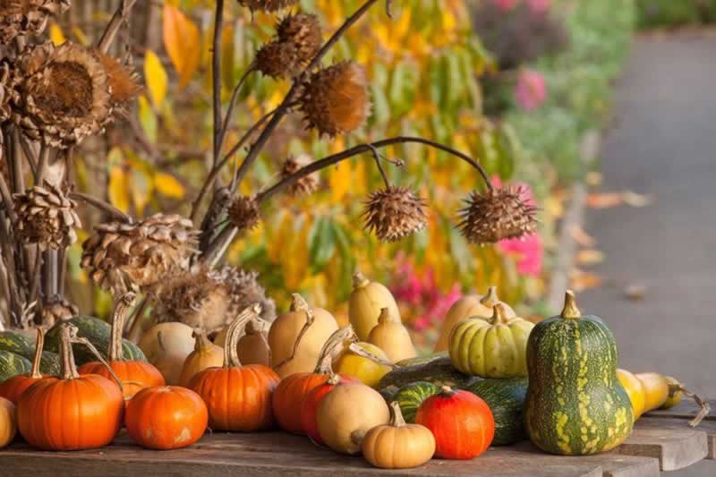 5 suggestions for DIY gardening this fall