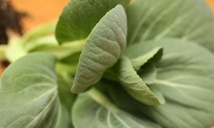 Rising Bok Choy: A Stir Fry Champion