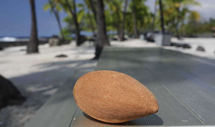 Mamey Sapote: An enormous tropical berry delight