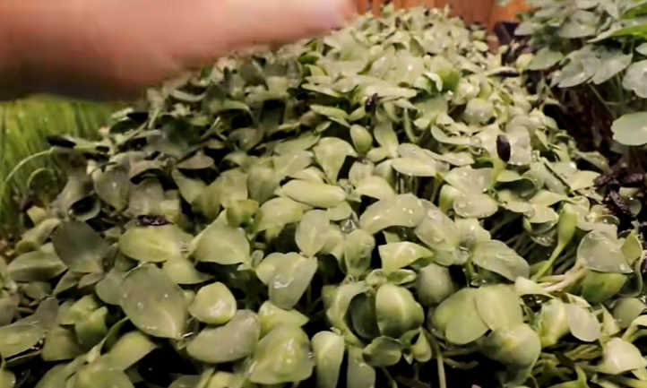 Learn how to Develop Sunflower Microgreens Shortly and Simply