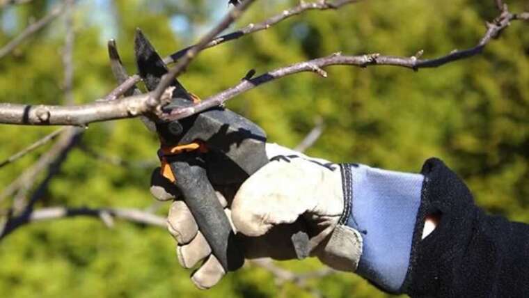 Would you prefer to prune a tree? Keep away from these 6 errors