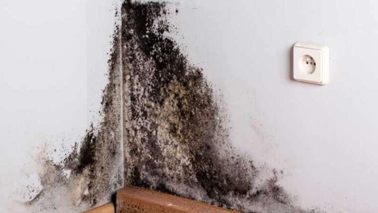 How To Handle The Mildew Drawback In Your Dwelling